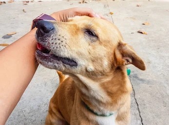 Volunteer cuddling a rescued pup